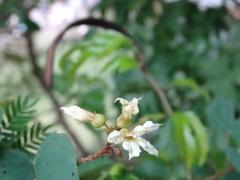 Schnella glabra, photograph Alexis López Hernández, CC BY, iNaturalist via GBIF