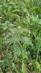 Ambrosia artemisiifolia