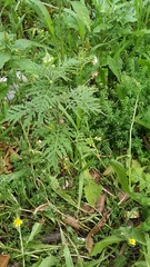 Ambrosia artemisiifolia