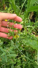 Galium humifusum