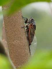 Cryptotympana mandarina