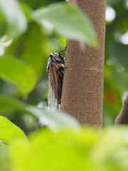 Cryptotympana mandarina