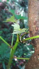 Catoria sublavaria
