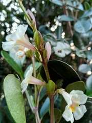 Colea