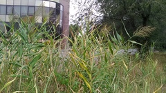 Phragmites australis