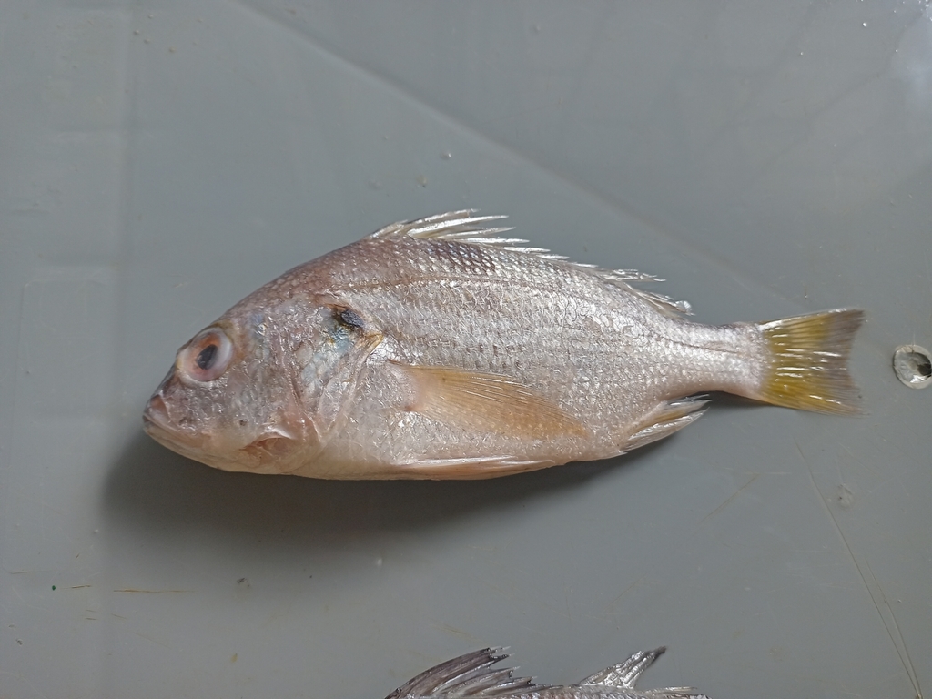 Panama grunt (Pomadasys panamensis) — Haemulidae