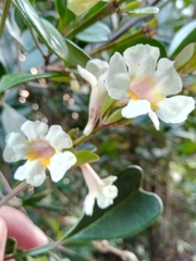 Colea