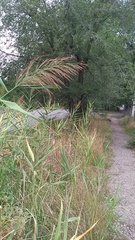 Phragmites australis