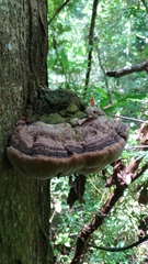 Hornodermoporus martius