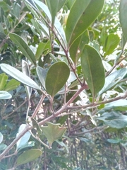 Colea