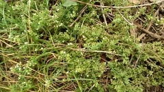 Galium humifusum