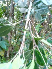 Colea