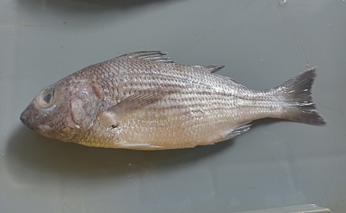 Yellowstripe grunt (Haemulopsis axillaris) — Haemulidae — 3
