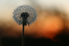 Taraxacum officinale