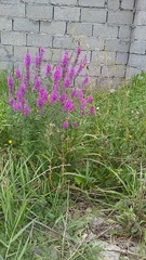 Lythrum salicaria