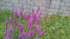 Lythrum salicaria
