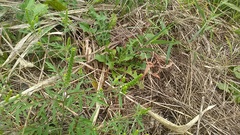 Ambrosia artemisiifolia