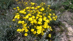 Linum pallasianum
