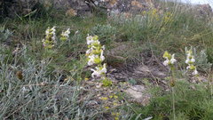 Salvia scabiosifolia