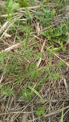 Ambrosia artemisiifolia