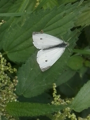 Pieris rapae