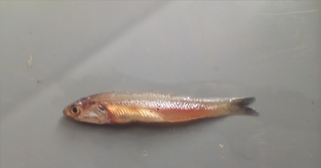 Anchovy (Anchoa argentivittata) — Engraulidae