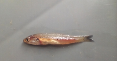 Anchovy (Anchoa argentivittata) — Engraulidae