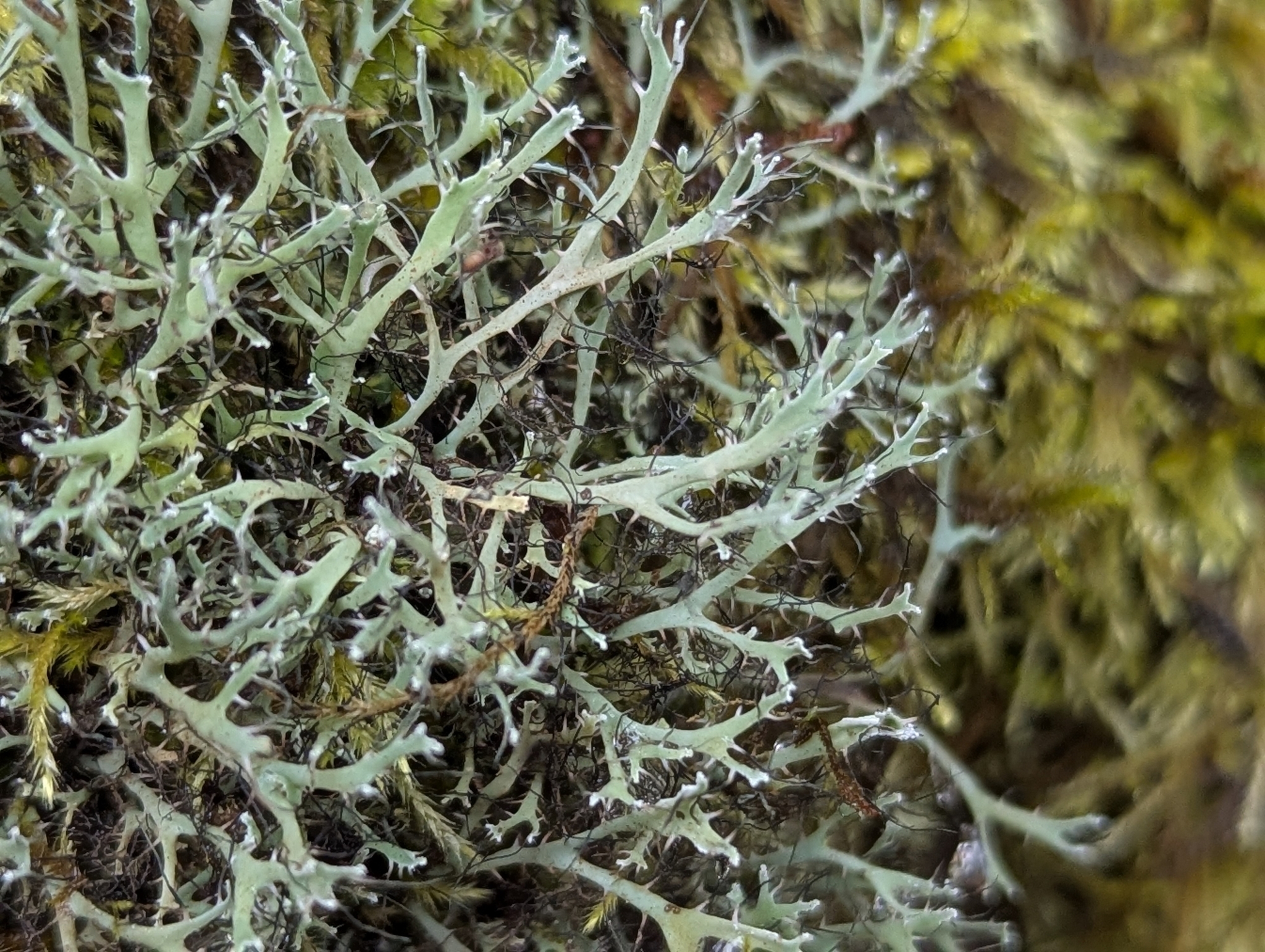 Leucodermia leucomelos