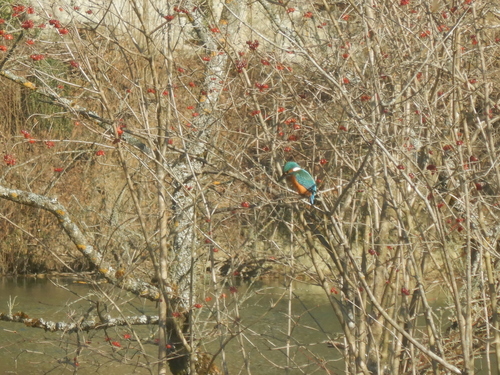 Eisvogel