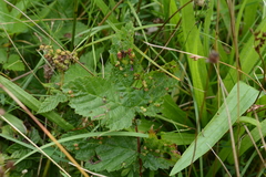 Dasineura ulmaria