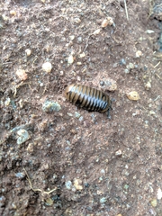 Arthrosphaera