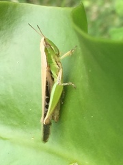 Acrididae