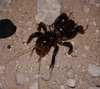 Mescalero Jerusalem Cricket - Photo (c) George 'Crowdy' Pollock, some rights reserved (CC BY-NC), uploaded by George 'Crowdy' Pollock