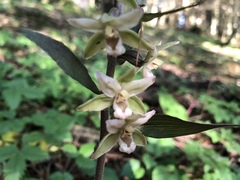 Epipactis purpurata