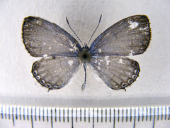 Thermoniphas togara togara