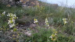 Salvia scabiosifolia