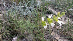 Salvia scabiosifolia