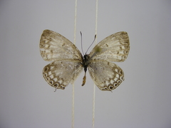 Thermoniphas togara togara