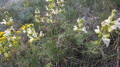 Salvia scabiosifolia