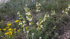 Salvia scabiosifolia