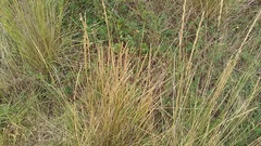 Poaceae