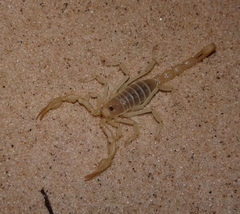 Paruroctonus utahensis