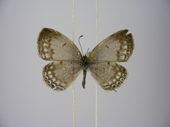 Thermoniphas togara togara