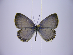 Thermoniphas togara togara