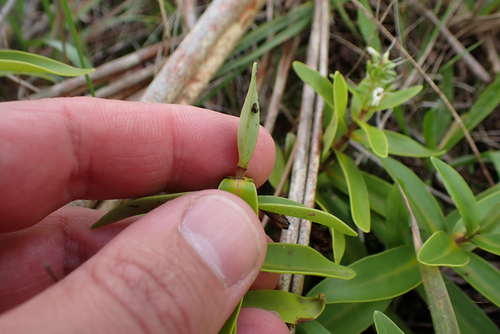 Veronica ligustrifolia, photograph 4