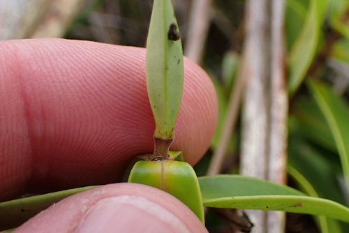 Veronica ligustrifolia, photograph 2