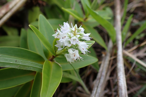 Veronica ligustrifolia