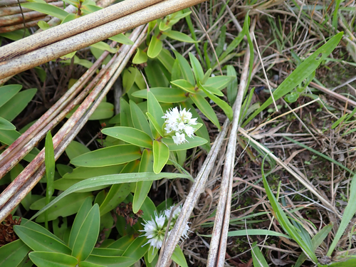 Veronica ligustrifolia, photograph 1