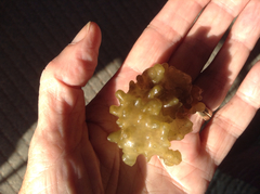 Colpomenia tuberculata