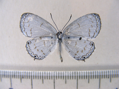 Thermoniphas togara togara